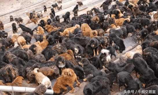 从千万天价到无人问津，藏獒经济崩盘背后是无尽贪婪
