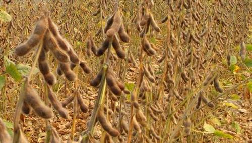 大豆和猪肉价格跌幅超10%，贸易战下美国农民叫苦不堪