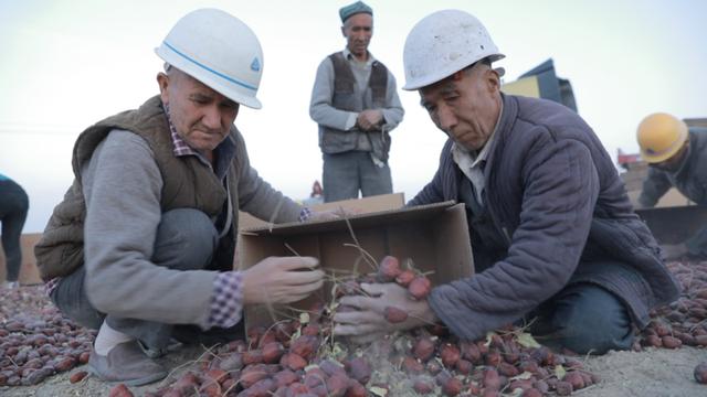 在阿里工作12年新疆姑娘夏秋瑾辞职为家乡的枣子奔走