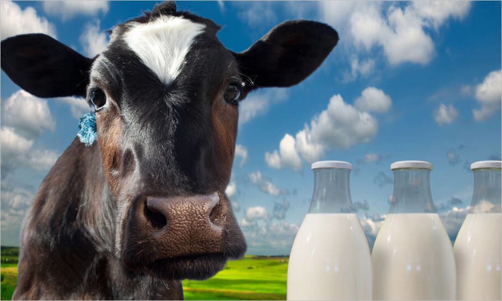 中国乳制品工业协会发布2020年中国乳业大事件