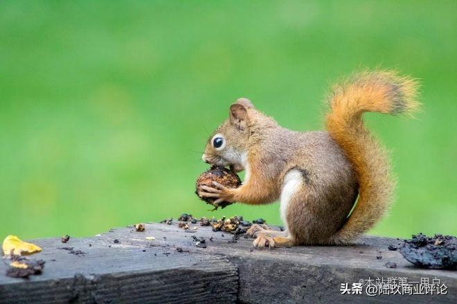 被拼多多给了致命一击，变重的三只松鼠只能负重前行