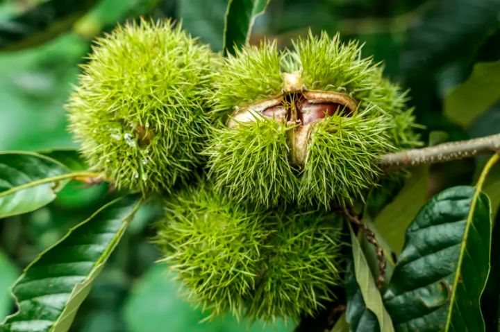 花果山也不能成为法外之地：游客捡拾板栗引发冲突不妥，板栗掉地上也正是山农一年盼望 ...