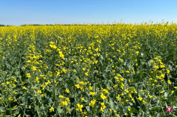 卡尼访华后中国进口商加大采购加拿大油菜籽