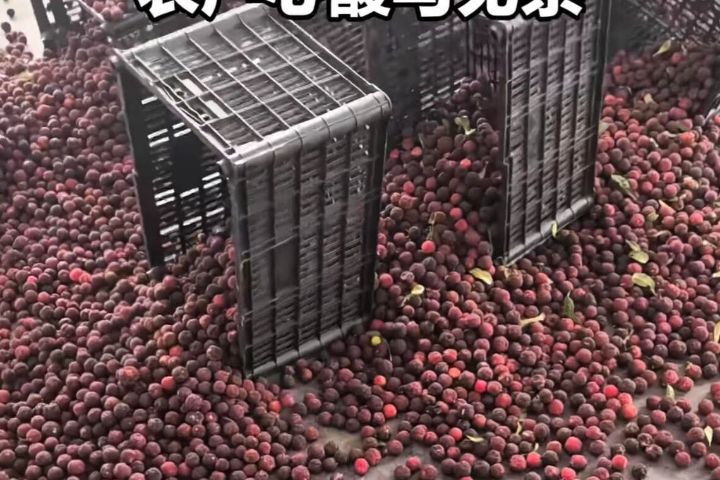 毒杨梅恐慌下果农之殇：危机在沉默中酝酿，漳州杨梅被曝违规浸泡添加剂引发消费者讨伐 ...